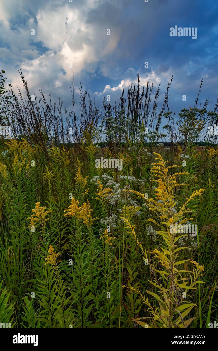Les graminées Goldenrod, Boneset Big Bluestem sont des plantes de prairie courantes dans la réserve forestière de Kankakee Dands, dans le comté de will, en Illinois Banque D'Images