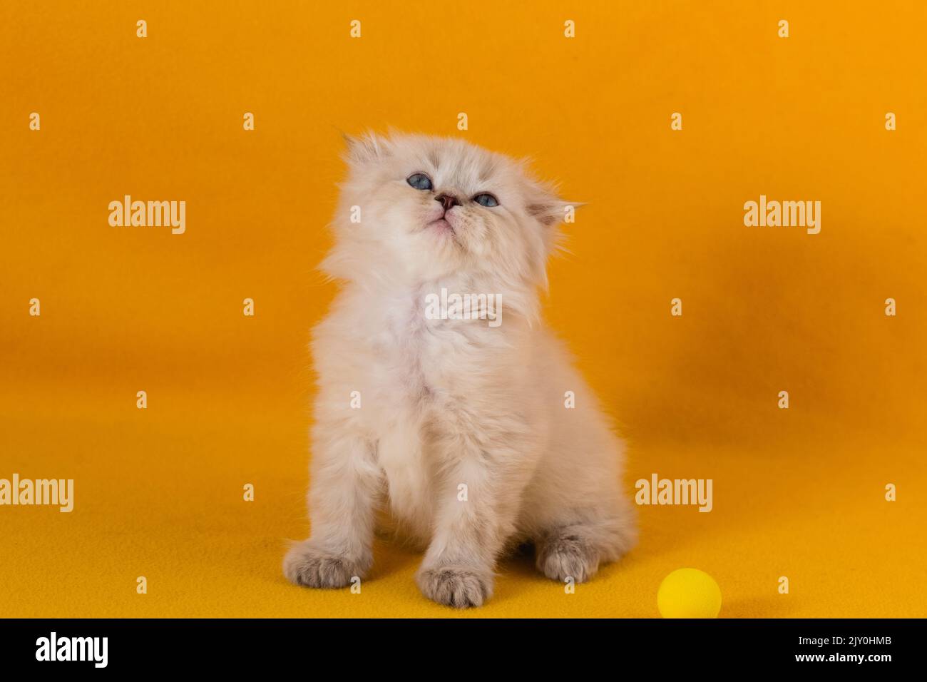 Un petit chaton blanc beau à cheveux longs avec des yeux bleus est assis sur un fond jaune Banque D'Images