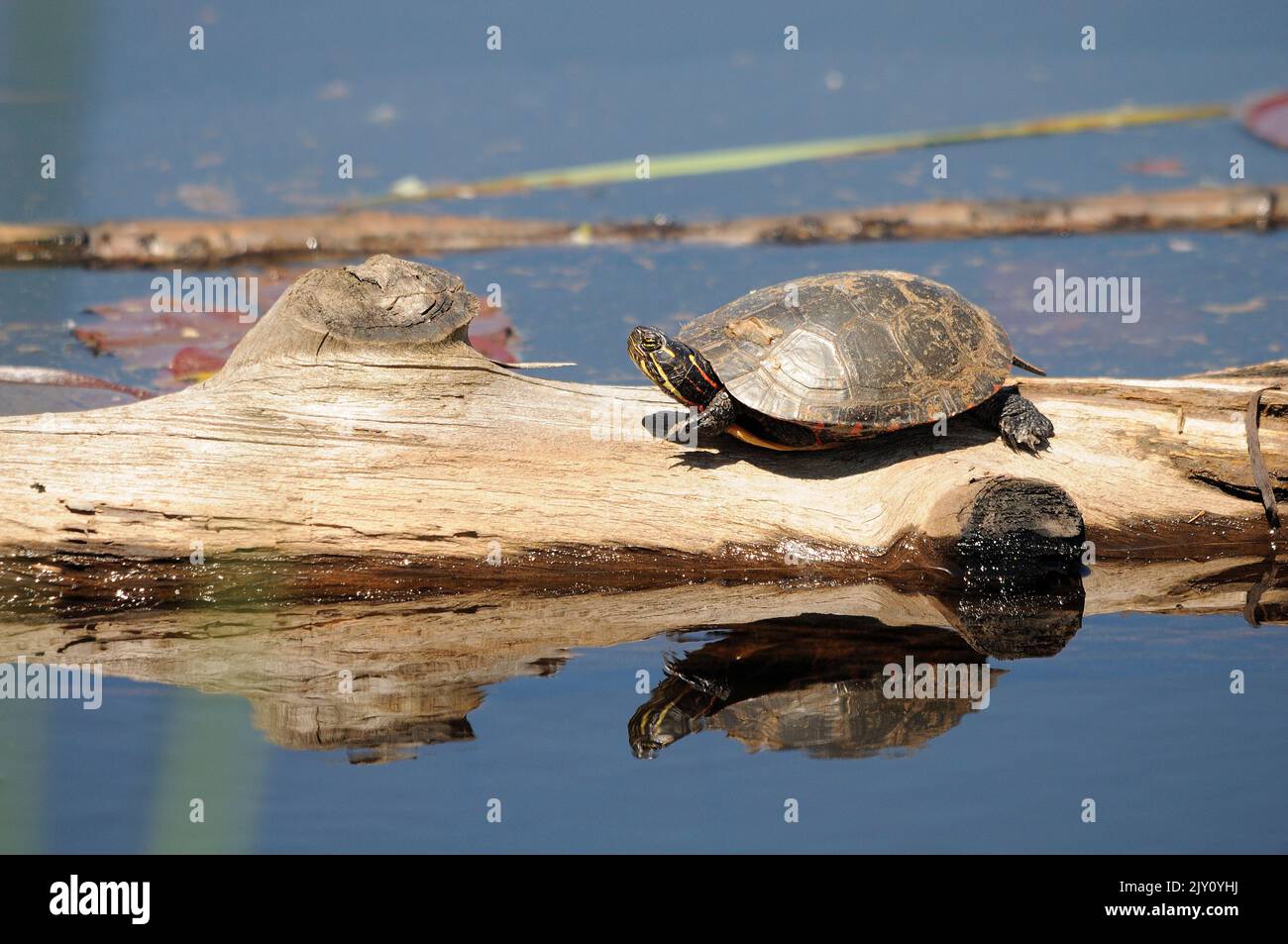 Tortue peinte reposant sur une bûche avec des coussins d'eau de nénuphars et un arrière-plan de réflexion de tortue dans son environnement et son habitat, montrant la coquille. Tortue photo. Banque D'Images