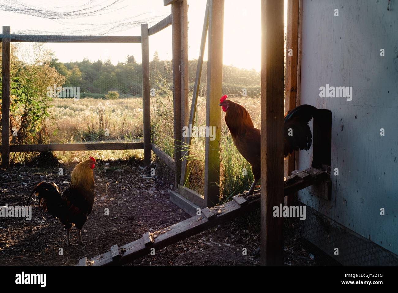 Coq au lever du soleil dans une ferme de lavande à Sequim, Washington, avec coop de poulet bleu Banque D'Images