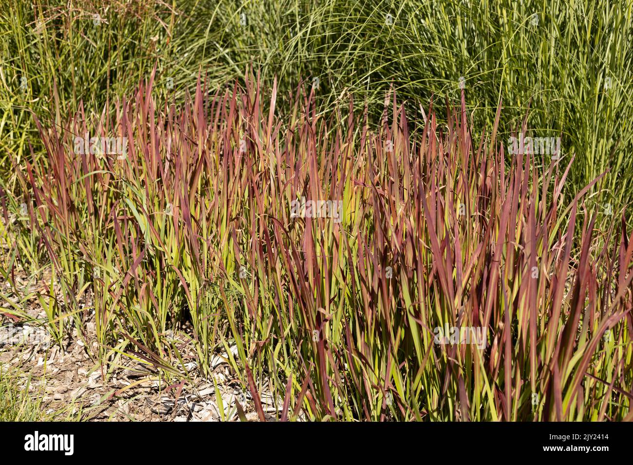 Herbe de sang japonaise Imperata cylindrica 'Red Baron'. Banque D'Images