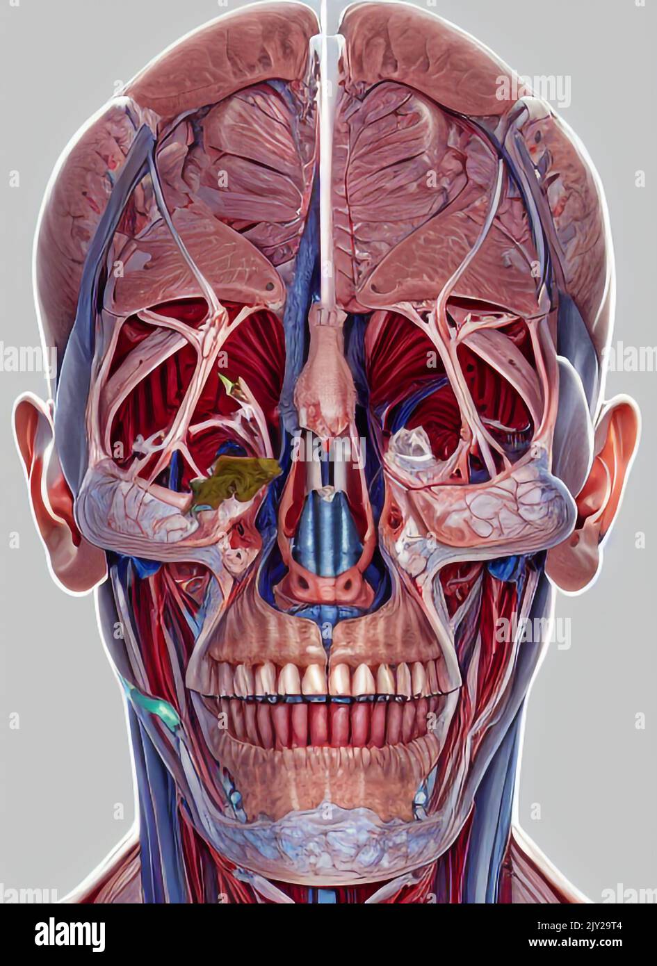 Illustration médicale d'une tête humaine Banque D'Images
