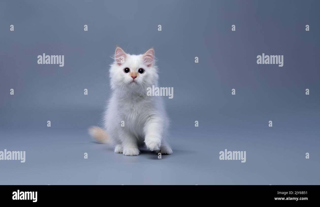 chaton berbérien blanc et amusant avec des pupilles larges et dilatées regardant l'appareil photo sur fond gris avec espace de copie Banque D'Images