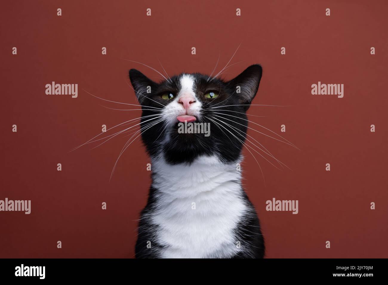 drôle noir et blanc tuxedo chat faire le visage stupide en collant hors de la langue sur fond rouge Banque D'Images