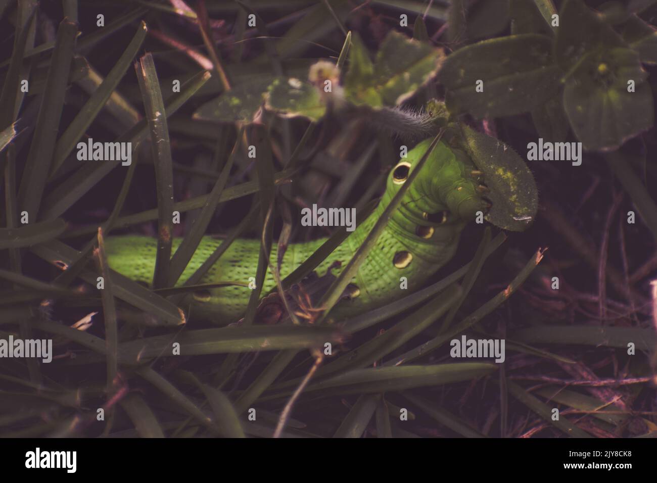 Green Tersa Sphinx Moth Caterpillar Eating in NC Yard Banque D'Images