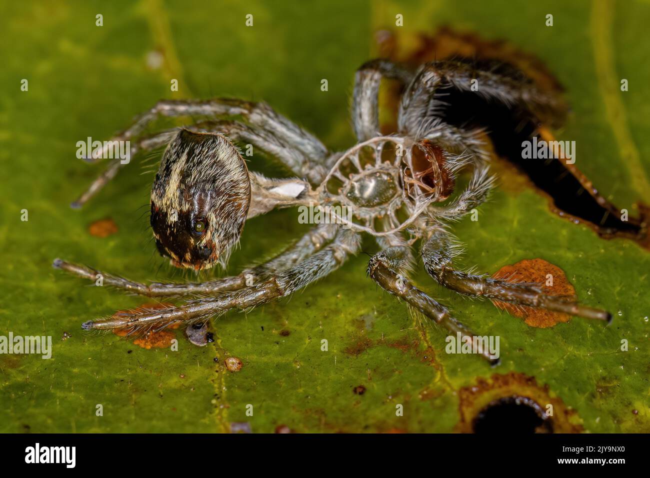 Mue araignee Banque de photographies et d’images à haute résolution - Alamy