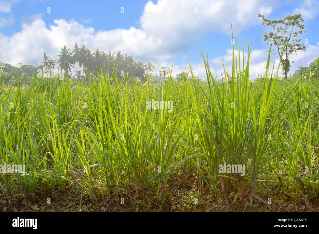 Très jeunes plants de canne à sucre qui poussent dans les champs de canne à sucre, feuilles vertes fraîches sur fond ciel clair, industrie alimentaire Banque D'Images