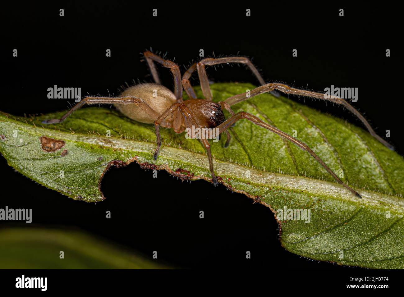 Araignée sac à long pattes adulte du genre Cheiracanthium Banque D'Images