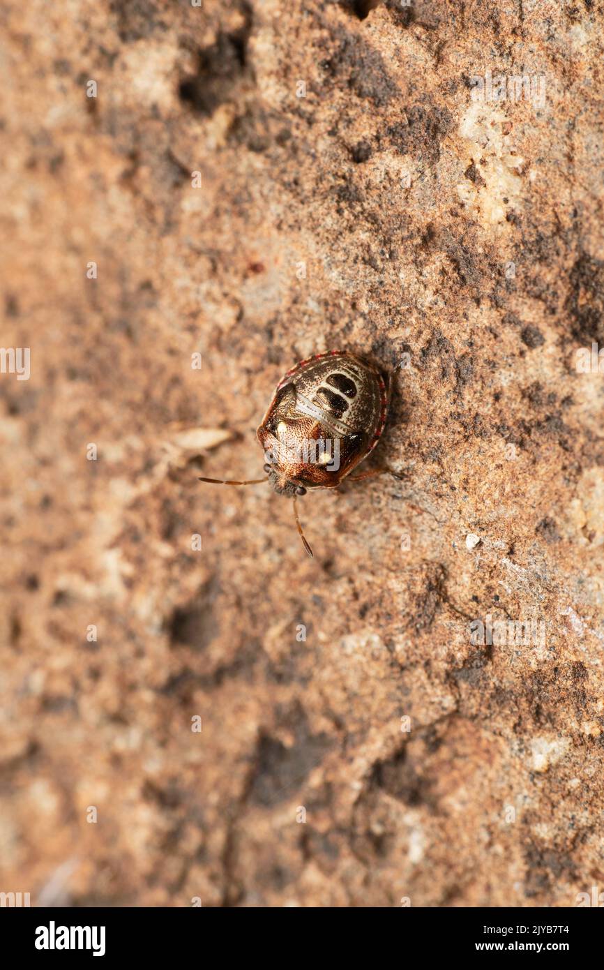 Insecte du bouclier doré Gorse, Piezodorus lituratus, Satara, Maharashtra, Inde Banque D'Images