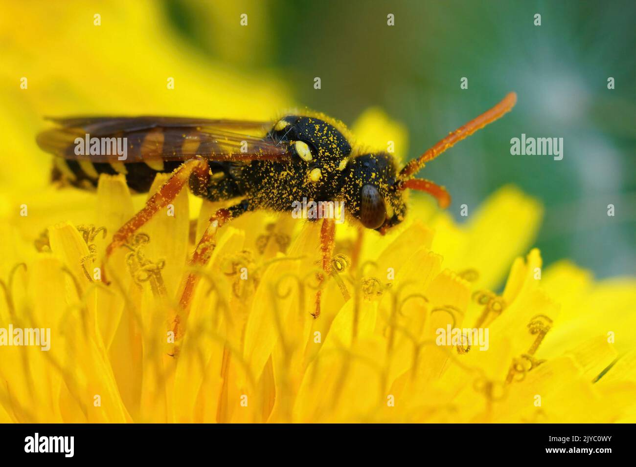 Gros plan sur une abeille nomade de Gooden femelle, Nomada goodeniana assise dans une fleur de pissenlit jaune recouverte de pollen Banque D'Images