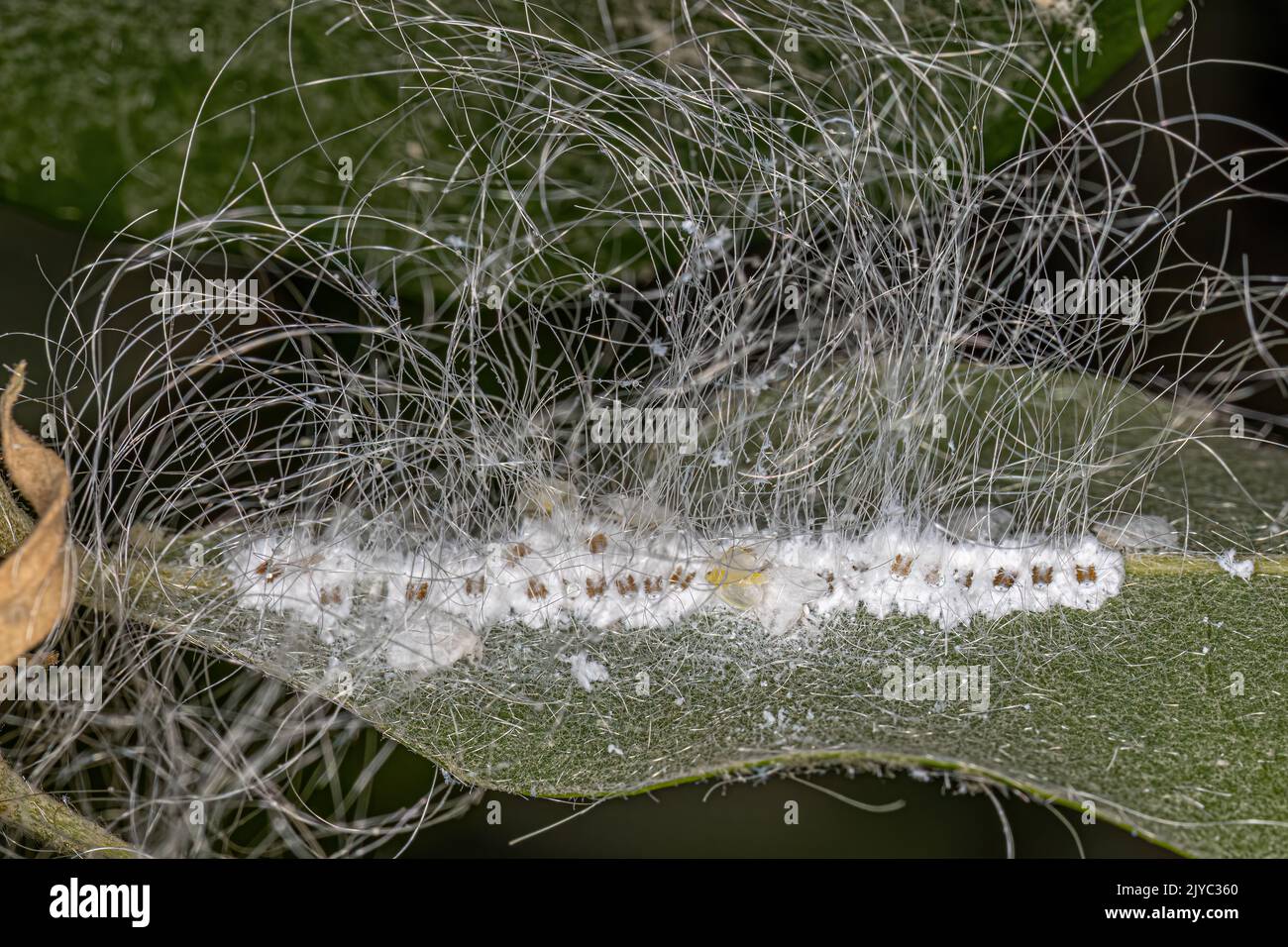 Petits insectes blancs de la famille Aleyrodidae Banque D'Images