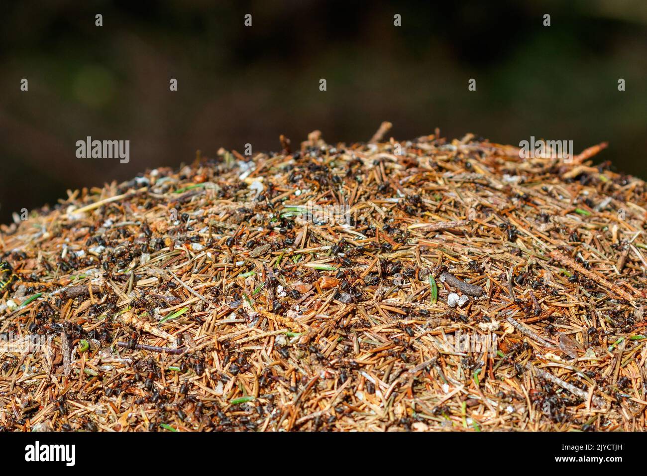 Anthill avec des fourmis dans les bois Banque D'Images
