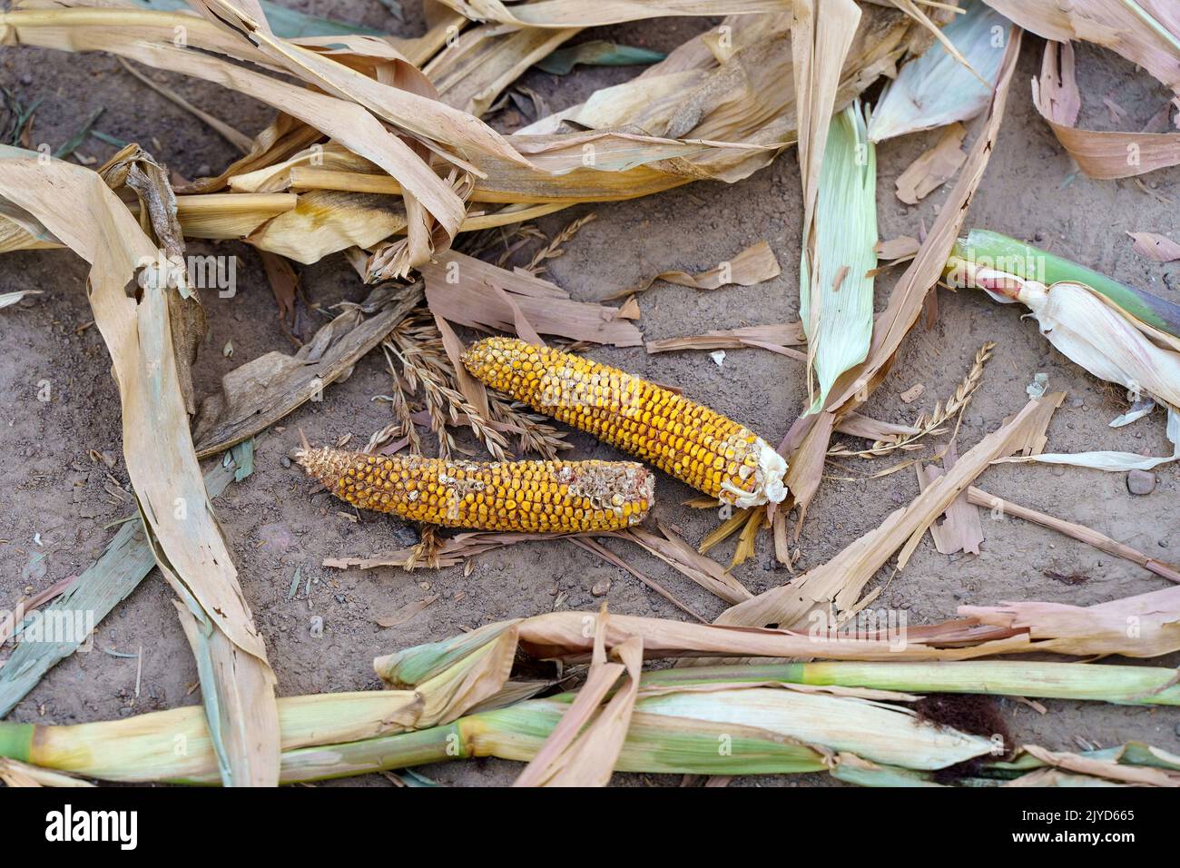 Concept de crise alimentaire mondiale. Échec de la récolte de maïs dans un champ de fermier en automne. Champ agricole pendant la sécheresse et la chaleur. Crise économique mondiale, faim, pauvreté. Photo de haute qualité Banque D'Images