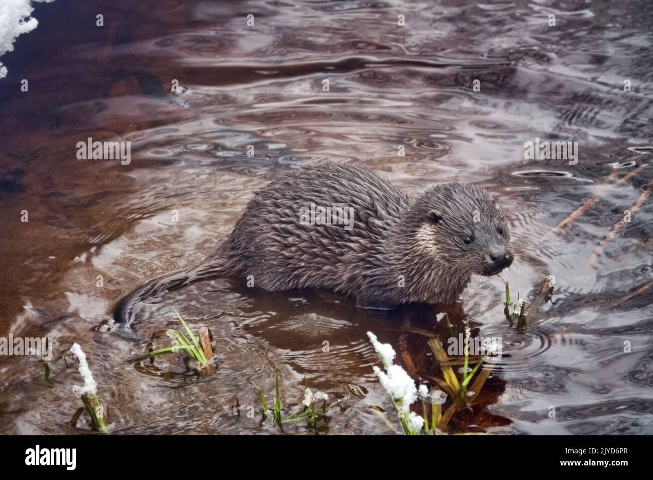 Jeune loutre (Lufra vulgaris) sur le gel de la rivière du nord. En hiver, les loutres quittent le territoire de leur père (5-6 mois). L'animal est en état de séaron Banque D'Images