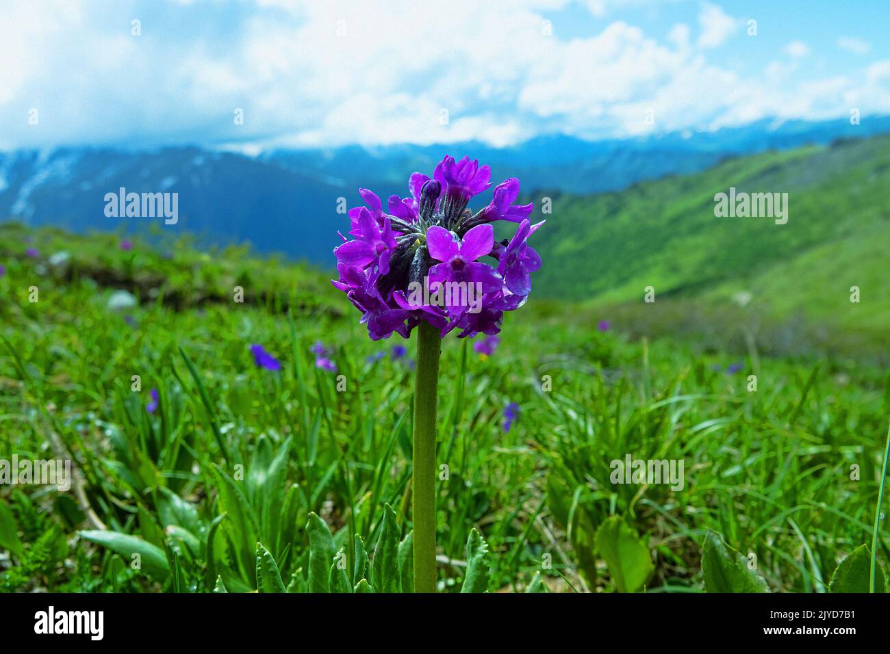 Floraison précoce. Les dernières fleurs du Cowslip (Primula nivalis Pall.). Prairie alpine sur la rive d'un ruisseau. En arrière-plan il y a une belle vue de t Banque D'Images