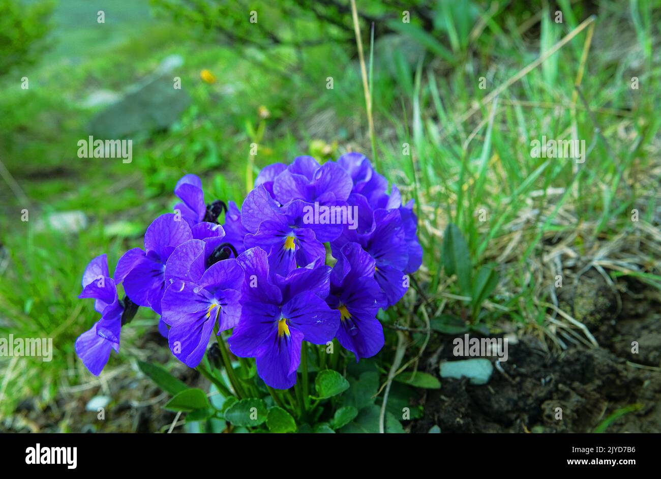 Violets Altaï (Viola altaica) dans les prairies forestières des montagnes Altaï. Coloration bleue des fleurs Banque D'Images