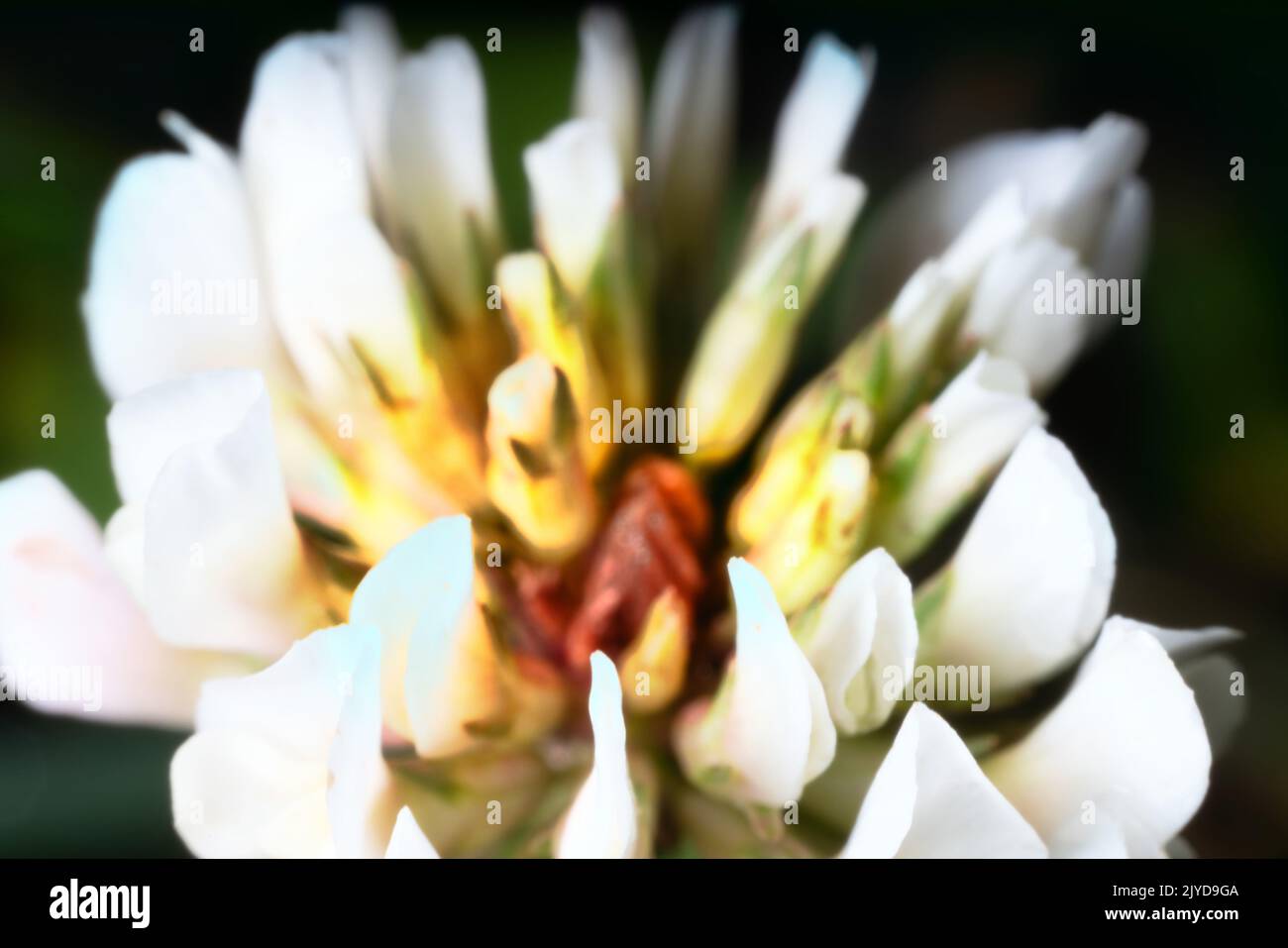 Fleurs de luzerne et de trèfle. Macro ultra Banque D'Images
