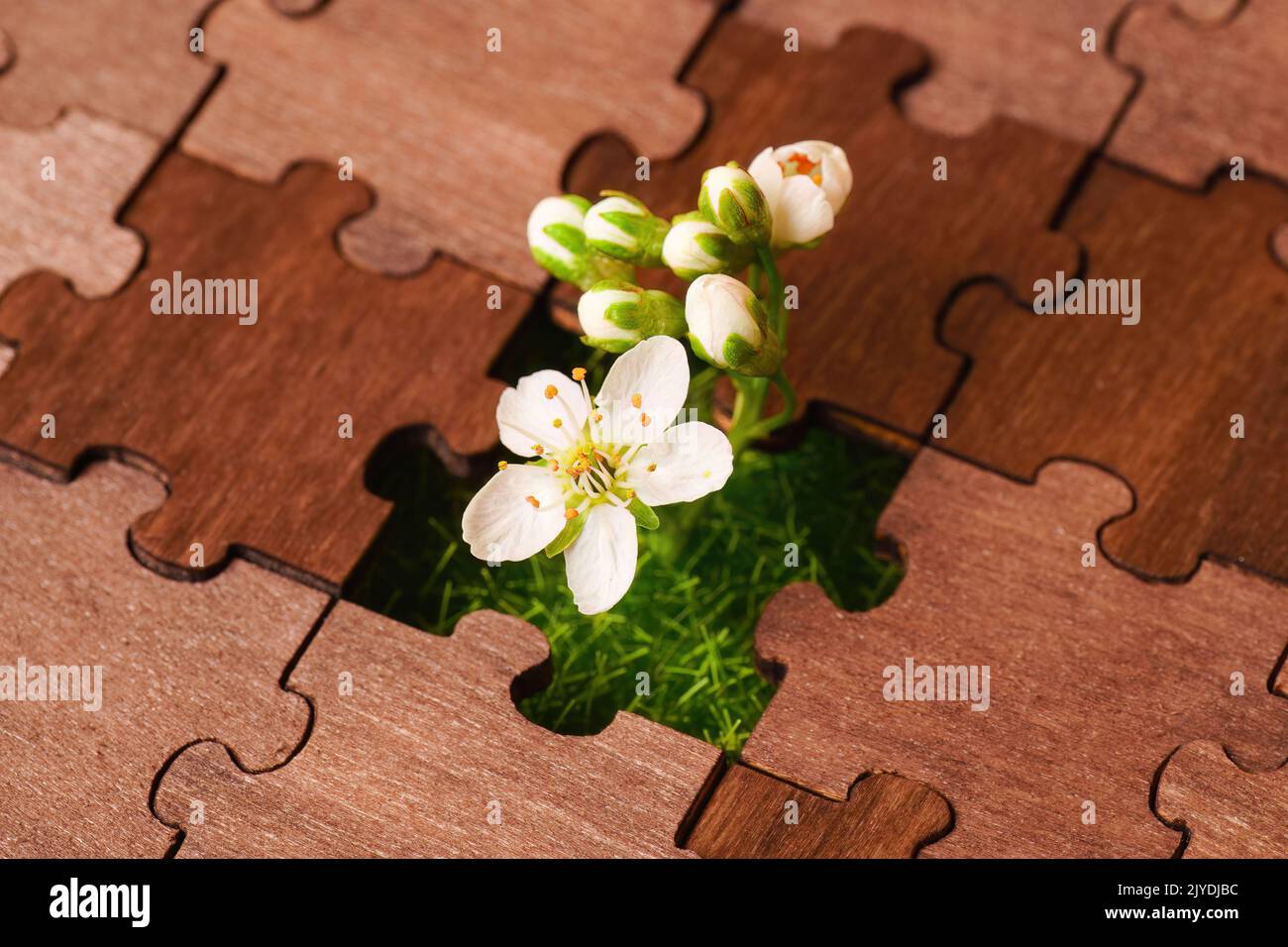 Fleurs d'arbre venant par la pièce manquante dans un puzzle en bois. Nouveau concept de débuts. Banque D'Images