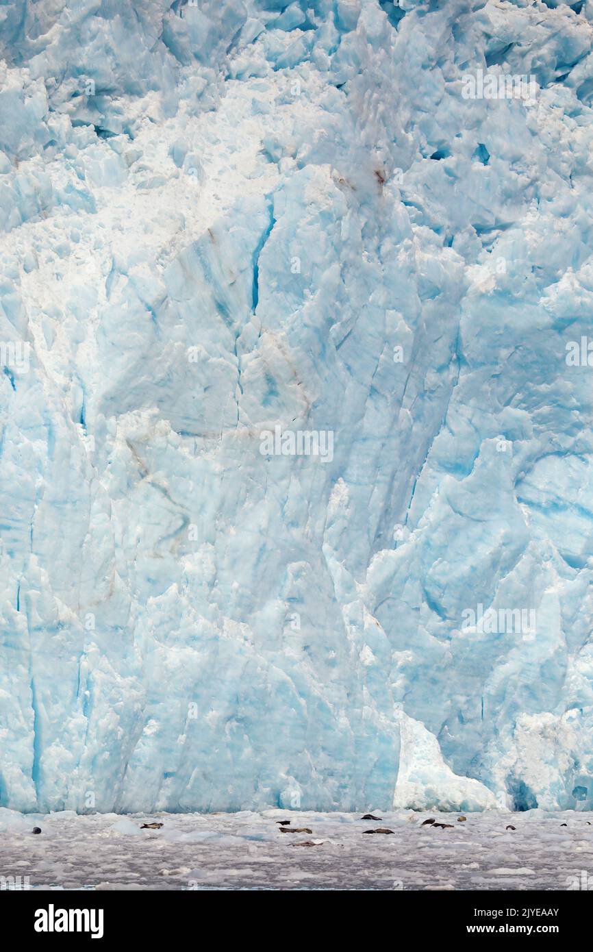 Les phoques du port se reposent devant un énorme glacier, l'Alaska Banque D'Images