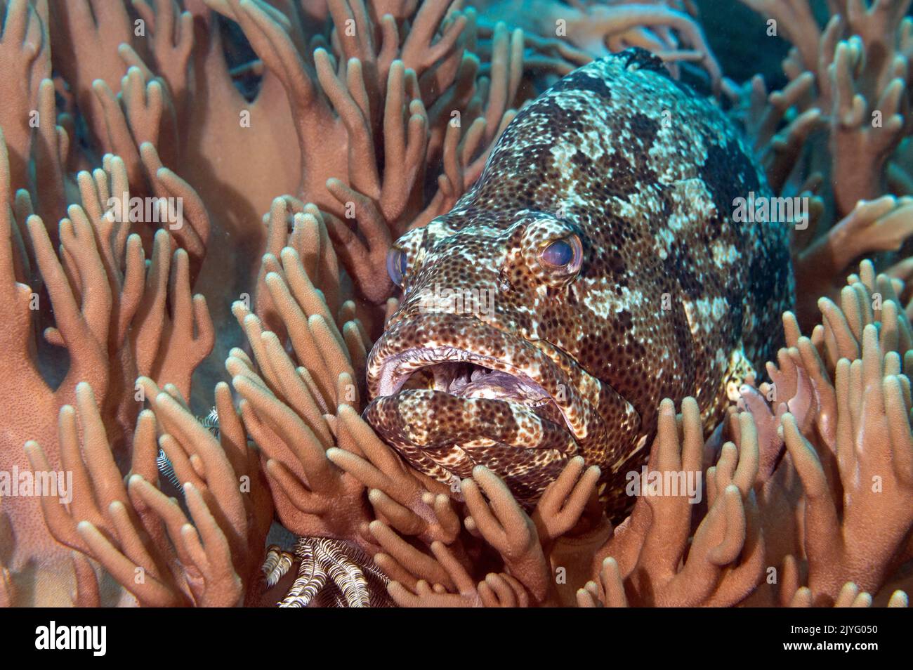 MALABAR groupeur, Epinephelus malabaricus, Raja Ampat Indonésie. Banque D'Images