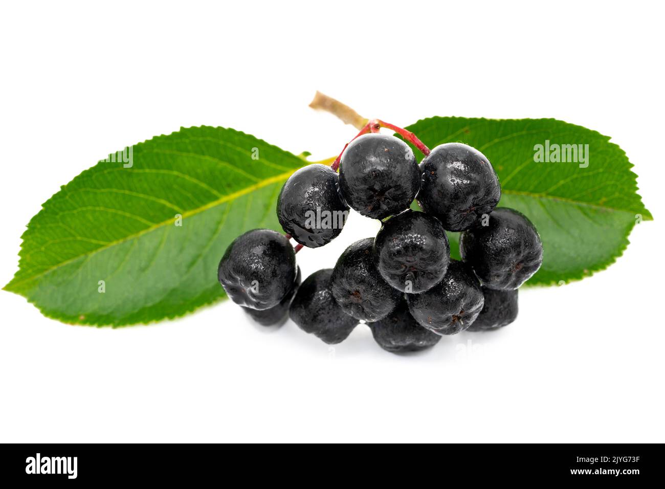 Chokeberry isolé sur fond blanc Banque D'Images
