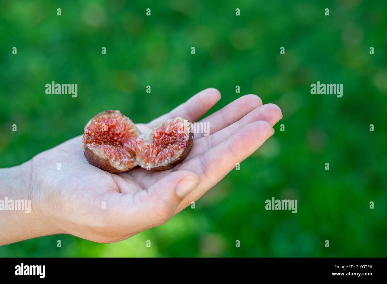 Figuier mûr de moitié dans la main de la femme avec un arrière-plan flou Banque D'Images