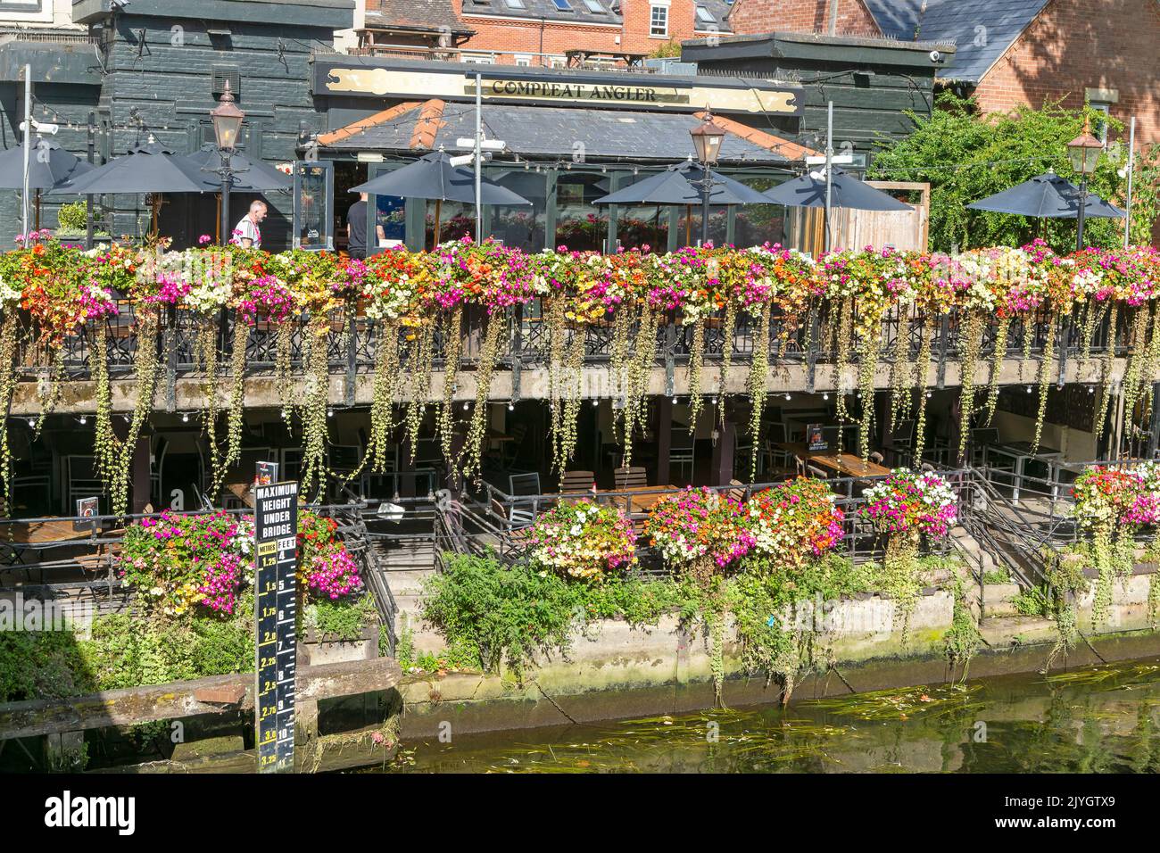 Floering plantes dans des paniers suspendus sur la rivière Wensum, pub Compleat Angler, Norwich, Norfolk, Engnd, ROYAUME-UNI Banque D'Images