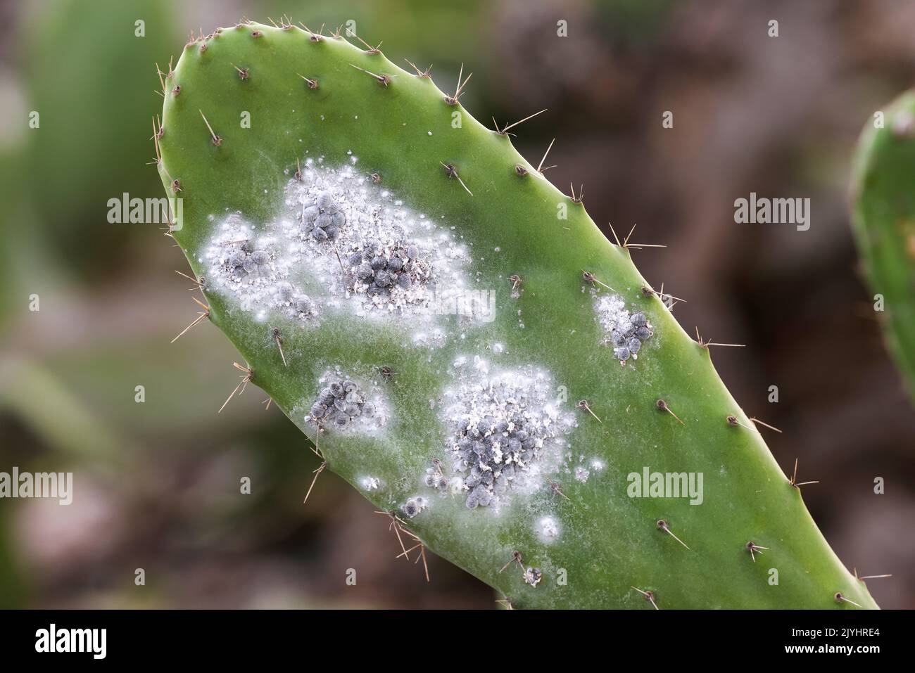 Cochenille (Dactylopius coccus), groupes de femelles sur la feuille d'opuntia, îles Canaries, Lanzarote Banque D'Images
