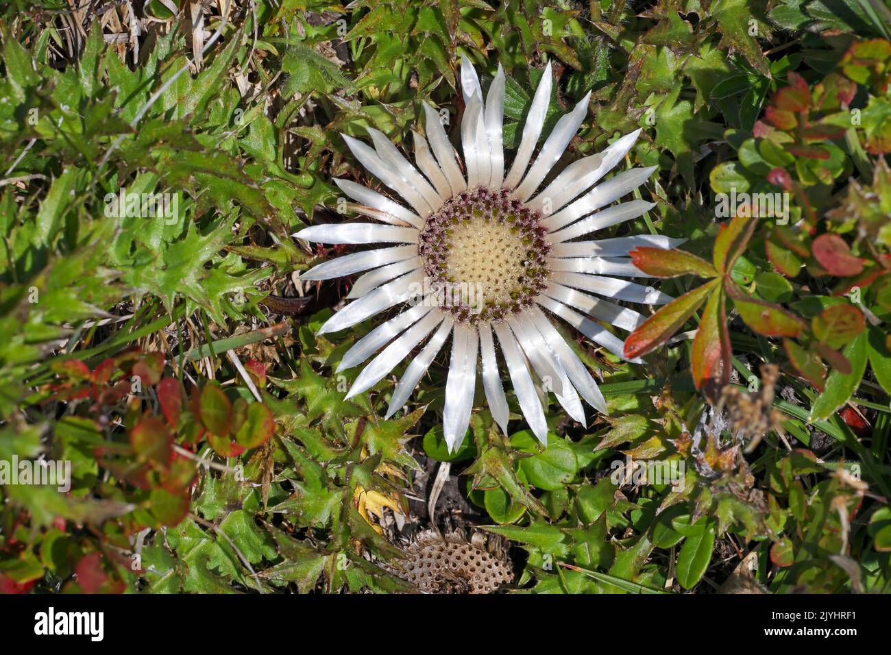 Chardon nain, chardon carlinique Stemless (Carlina acaulis), chardon en fleur dans un pré alpin, Suisse, Grisons, Pontresina Banque D'Images