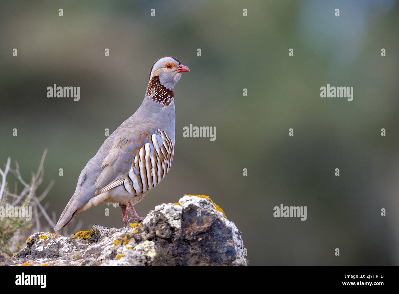 La perdrix de barbarie (Alectoris barbara), se dresse sur un rocher en semi-désert, îles Canaries, Lanzarote, Costa Teguise Banque D'Images