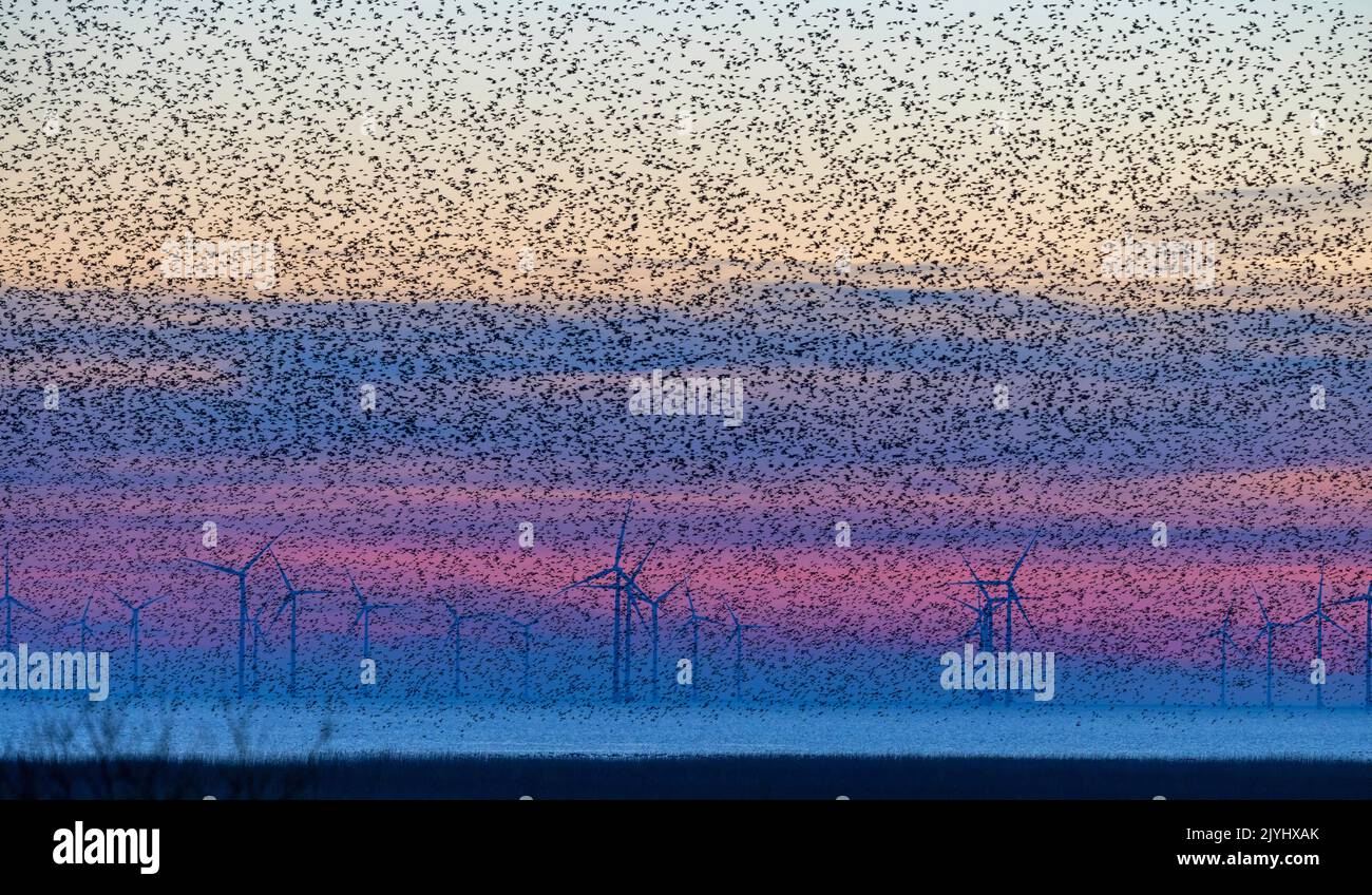 Étoiles communes (Sturnus vulgaris), flock volant à l'endroit de roosting à l'Ijsselmeer après le coucher du soleil, parc éolien en arrière-plan, pays-Bas, Banque D'Images