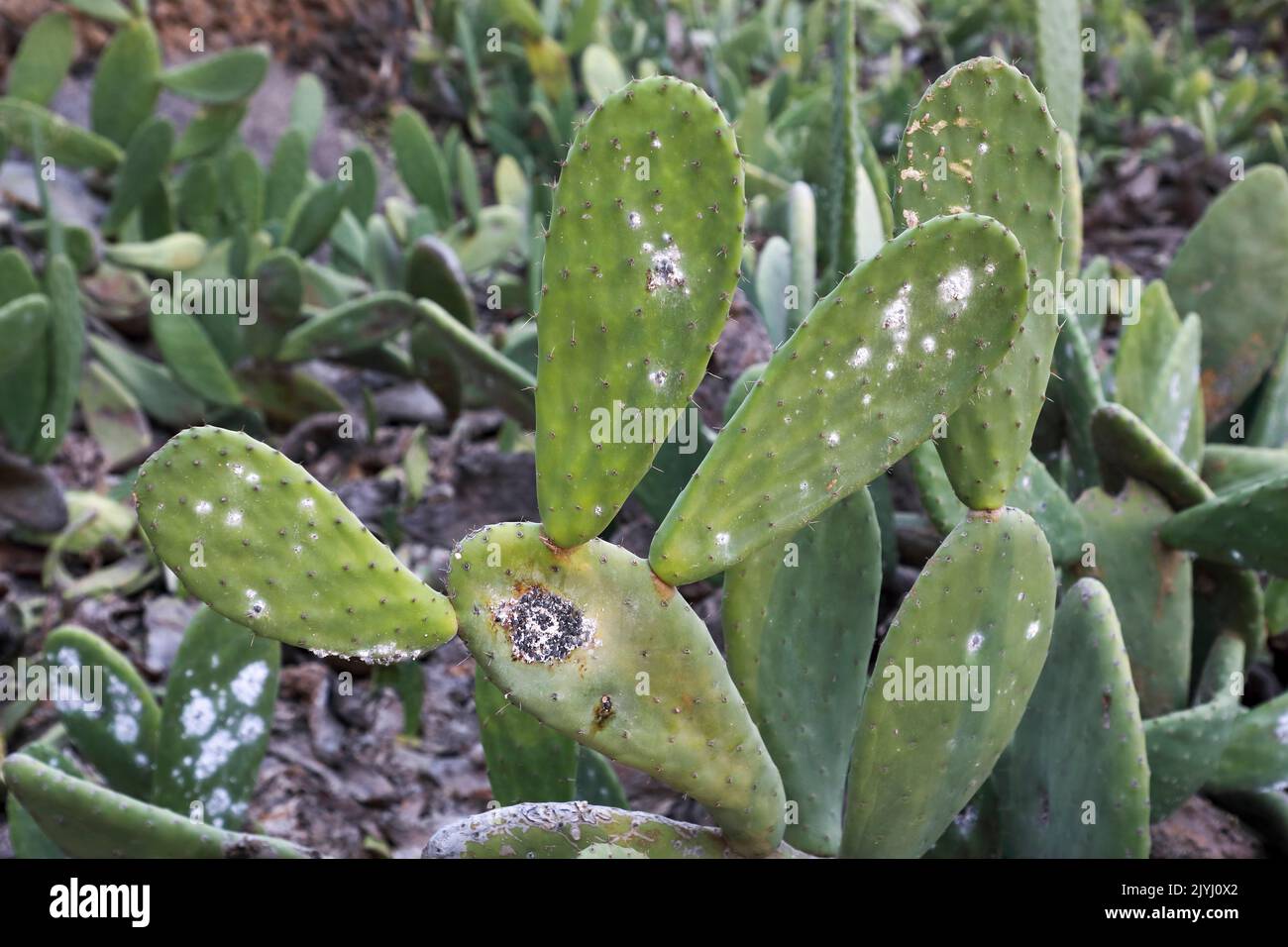 Cochenille (Dactylopius coccus), groupes de femelles sur les feuilles d'opuntia, îles Canaries, Lanzarote Banque D'Images