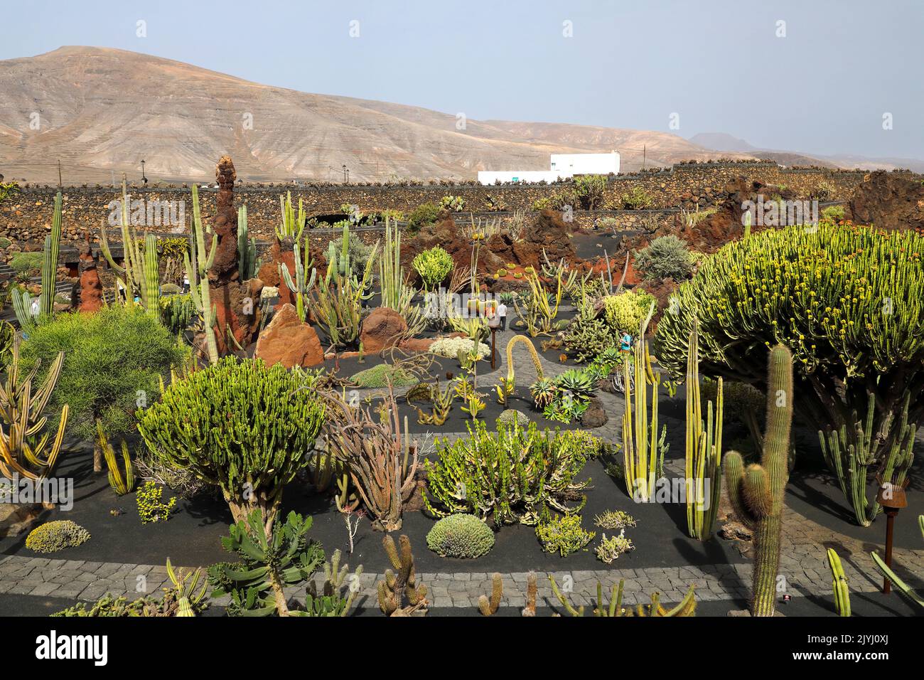 Jardin de Cactus, jardin de cactus, îles Canaries, Lanzarote, Guatiza Banque D'Images