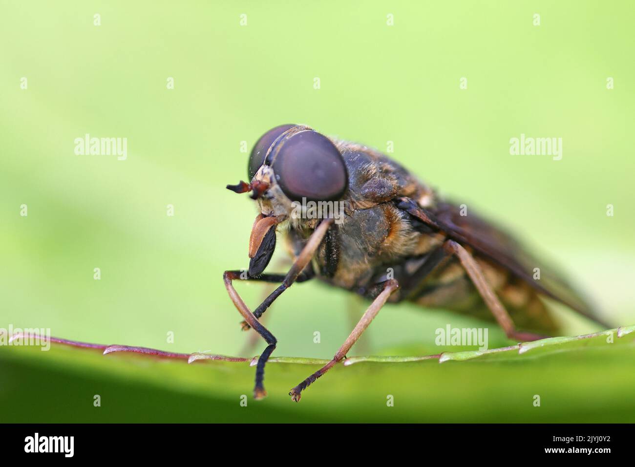 horsefly (Tabanus sudeticus), portrait, yeux composés et parties buccales, Allemagne, Rhénanie-du-Nord-Westphalie Banque D'Images