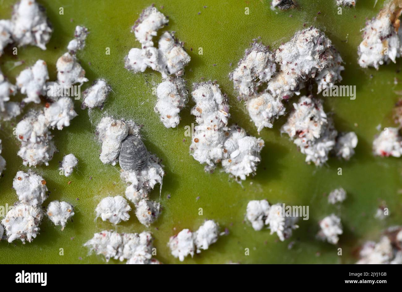 Cochenille (Dactylopius coccus), groupes de femelles sur la feuille d'opuntia, îles Canaries, Lanzarote Banque D'Images