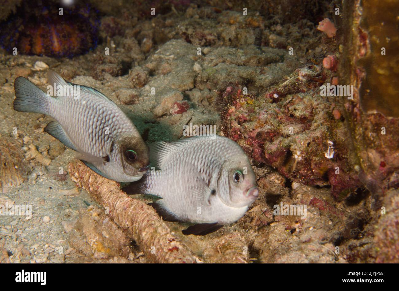 Reproduction de fumisterie, Dascyllus trimaculatus, Pomacentridae, Anilao, Philippines, Asie Banque D'Images