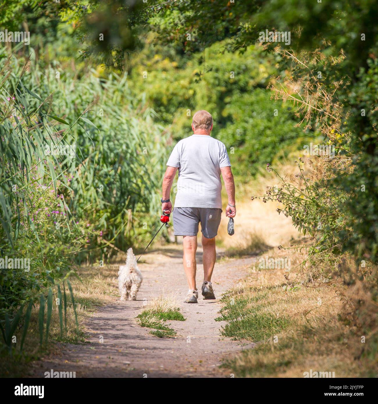 Vue arrière de l'homme en short marchant son chien en laisse le long d'un chemin rural de campagne portant un sac de pooing pour chien dans un sac noir pour l'emmener à la maison. Banque D'Images