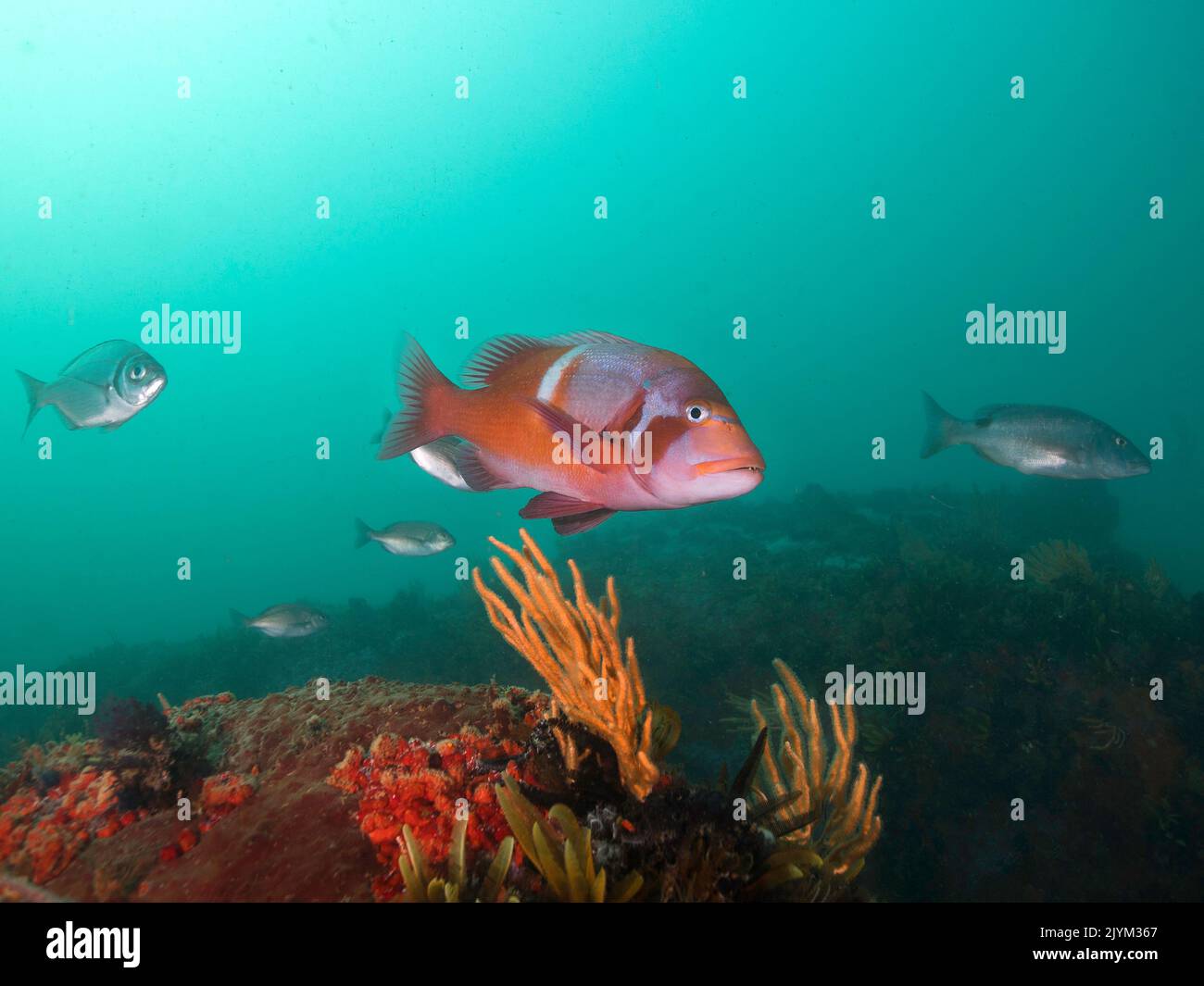 Un poisson rouge romain de couleur vive ou de la dorade de la mer (Chrysophephus laticeps) nageant au-dessus du récif Banque D'Images