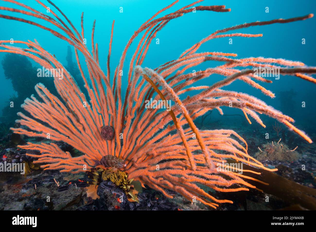 Un seul ventilateur de mer flagellaire orange ou un ventilateur whip (Eicella albicans) avec un poisson rouge perché à sa base Banque D'Images
