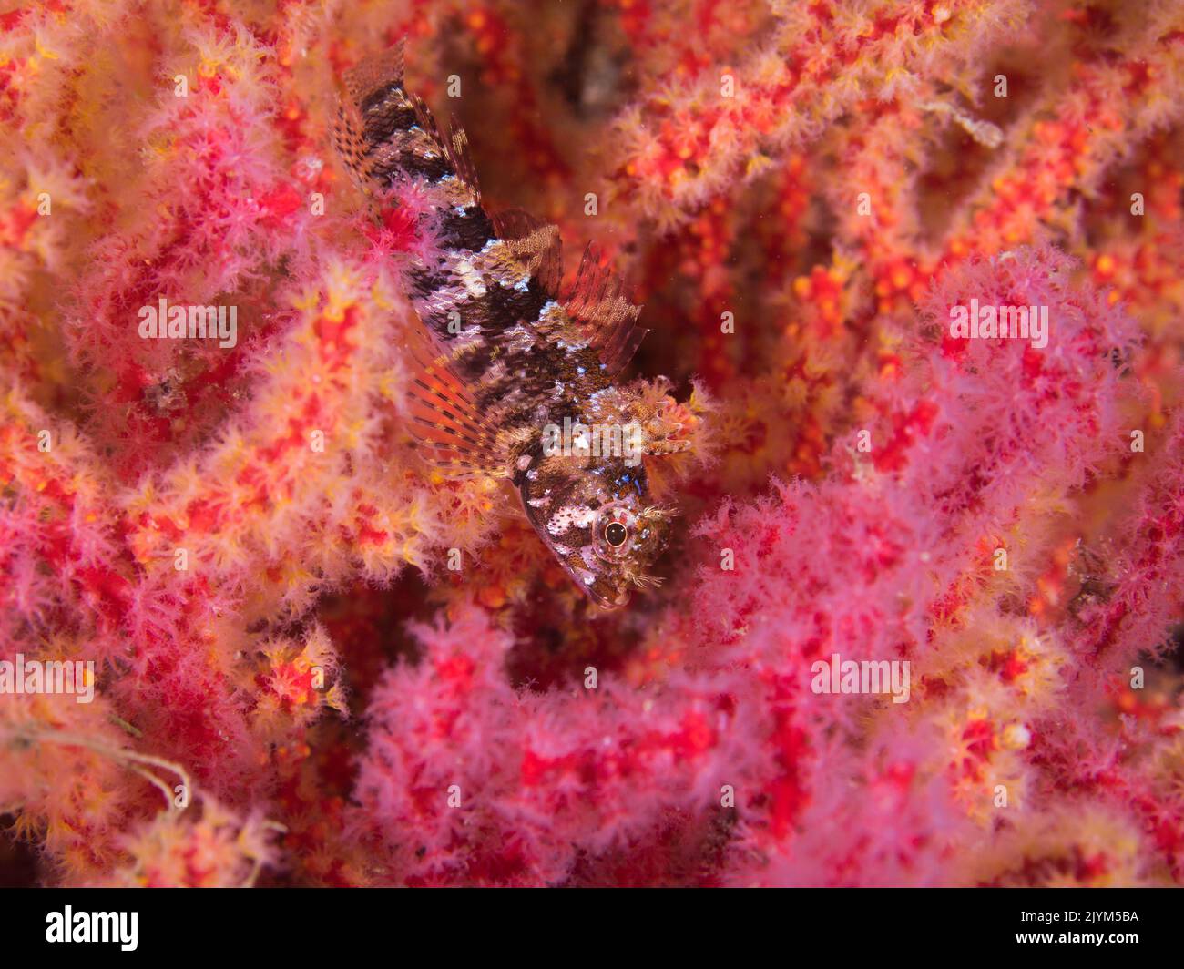 Un petit poisson triplée de cap sous l'eau (Cremnochorites capensis) assis sur un éventail multicolore de la mer Banque D'Images