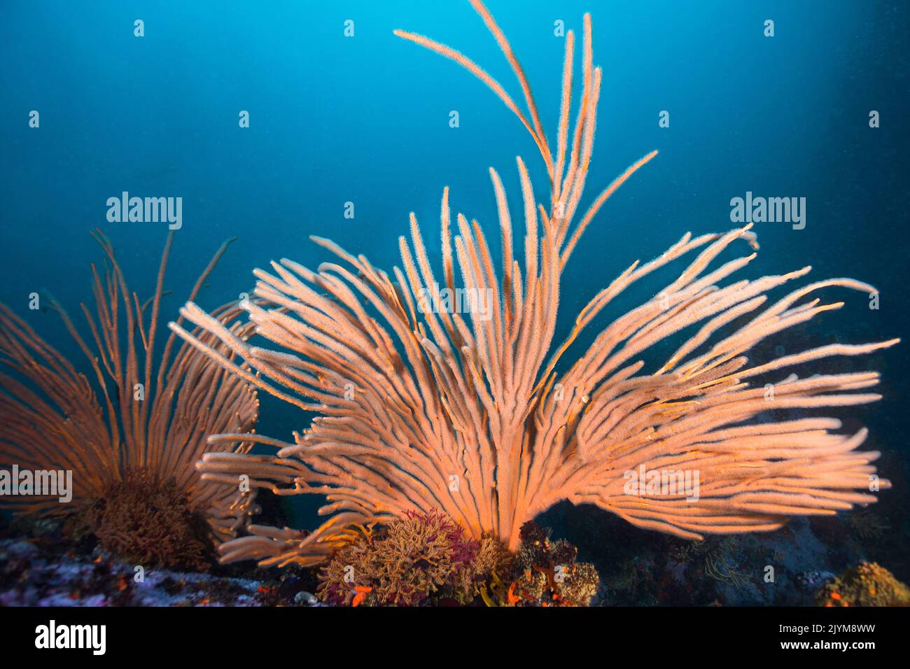 Grands ventilateurs de mer orange flagellar ou ventilateurs whip (Eicella albicans) se déplaçant avec la montée sous l'eau Banque D'Images