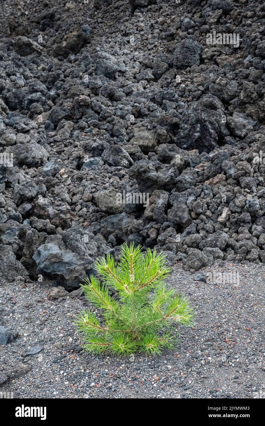 Une plantule de pin nouvellement plantée, faisant partie d'un projet de remise en état des terres et de reboisement sur un ancien écoulement de lave sur l'Etna, en Sicile, en Italie Banque D'Images