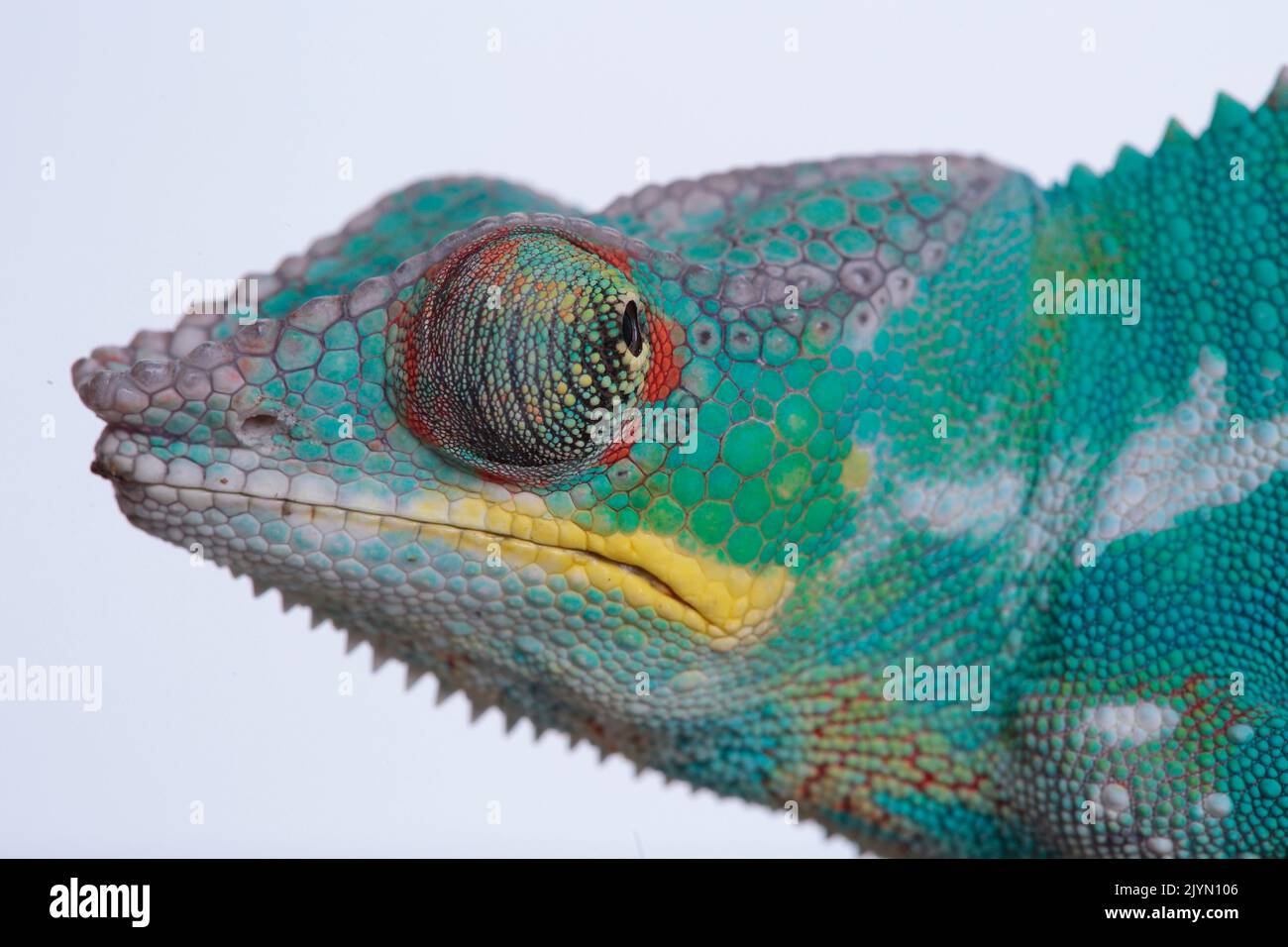 Panther Chameleon (Furcifer pardalis) portrait d'un homme sur fond blanc Banque D'Images