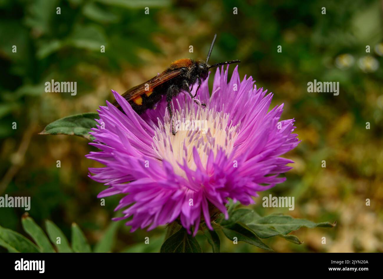 Wild hornet est pollinates rose cornflower - photo de gros plan. Banque D'Images