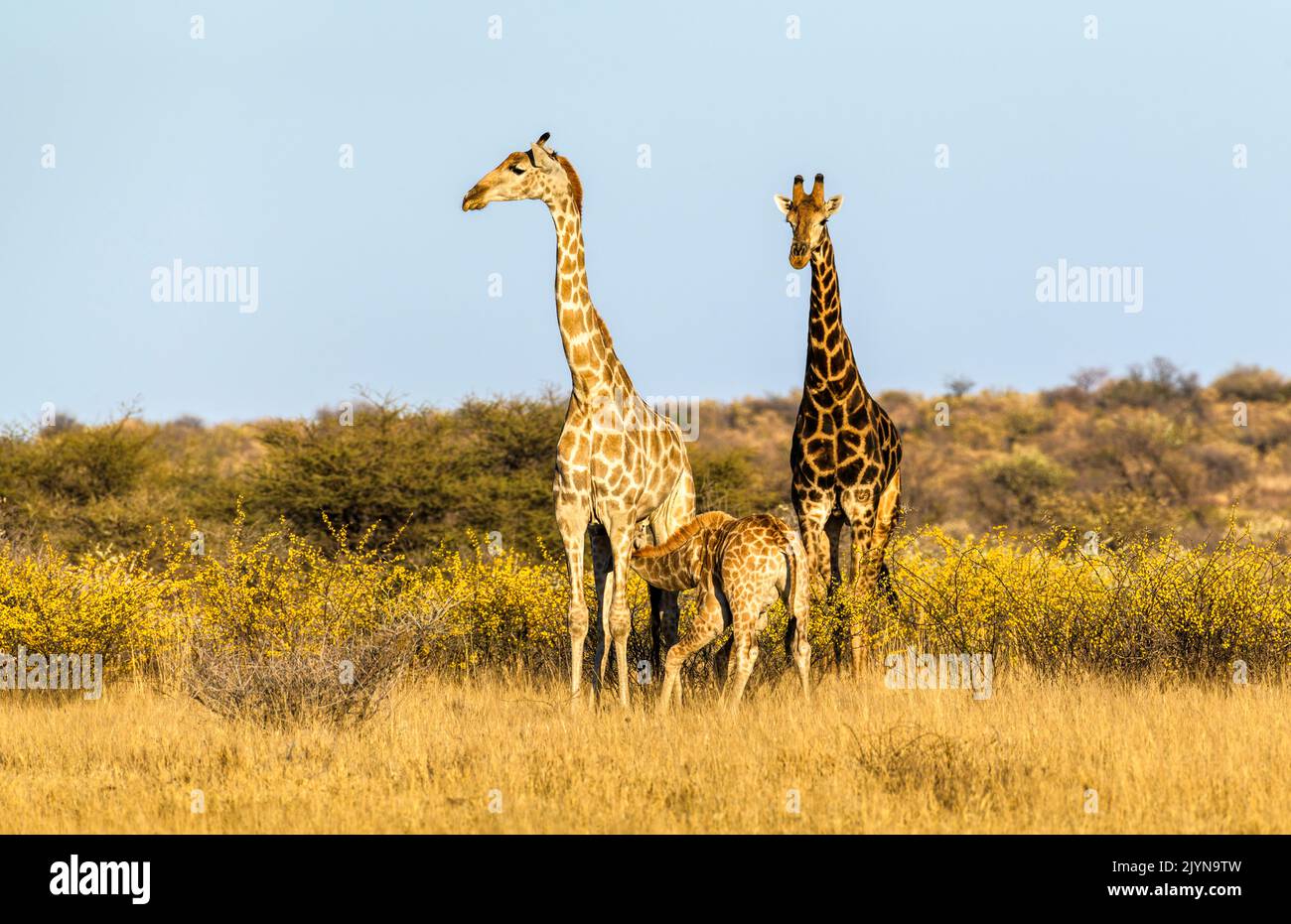 Famille girafe : parents avec du lait infantile, Kalahari, Botswana, Afrique Banque D'Images