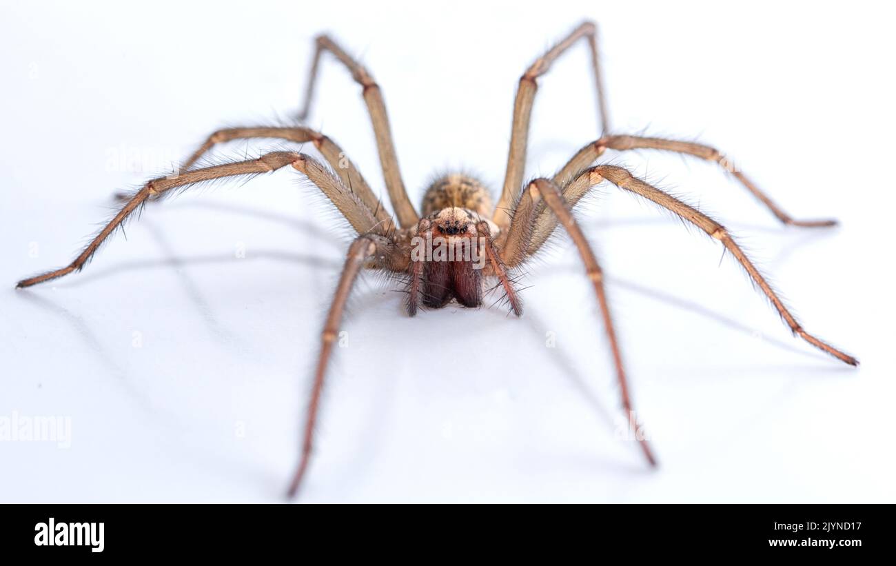 Gros plan/macro Common House Spider avec haut niveau de détail et arrière-plan blanc Banque D'Images
