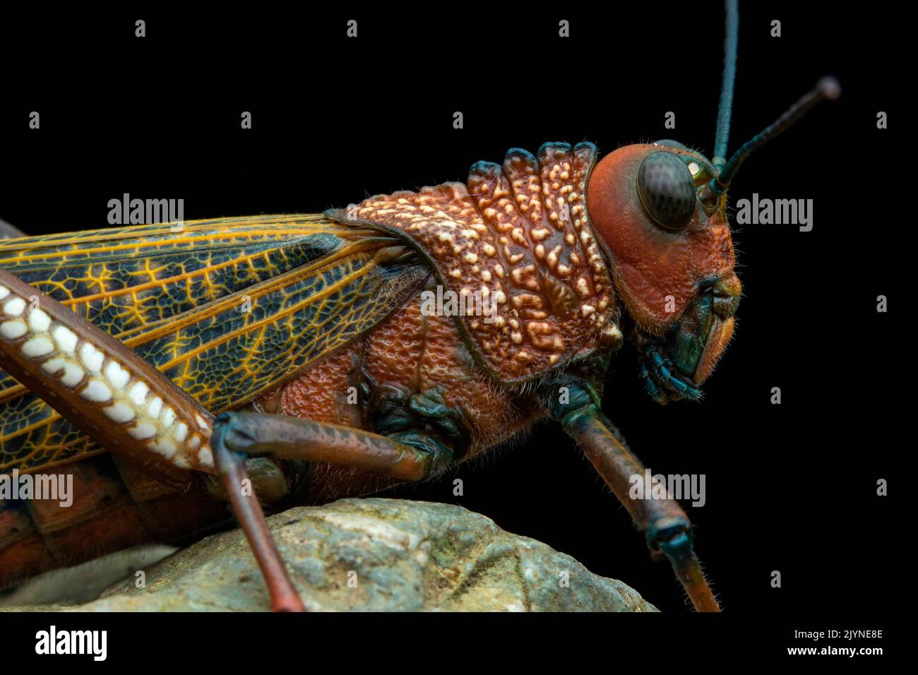 sauterelle-g-ante-ailes-rouges-banque-de-photographies-et-d-images