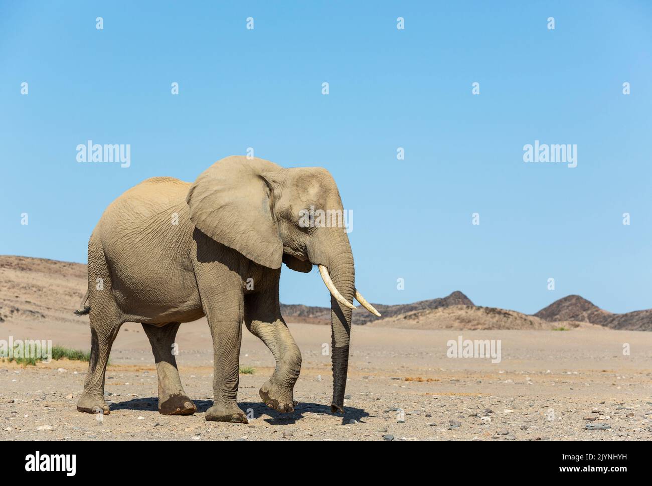 Éléphant d'Afrique (Loxodonta africana). Ce qu'on appelle l'éléphant du désert. Vache dans une plaine désertique à proximité de la rivière Hoanib. Damaraland, région de Kunene, Namibie. Banque D'Images