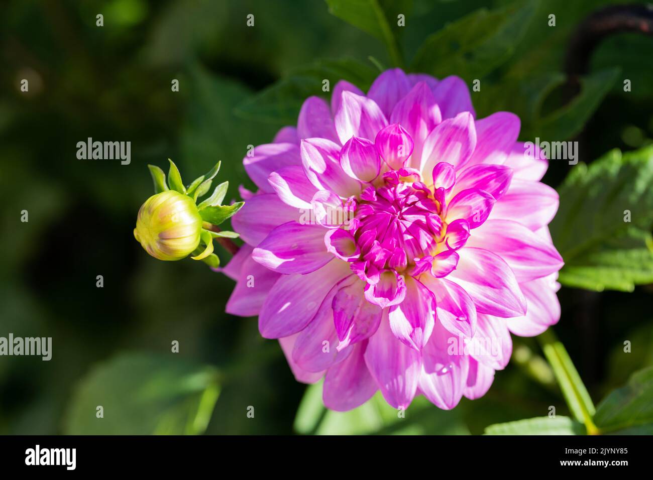 Fleur de dahlia rose violet en été, Angleterre, Royaume-Uni Banque D'Images