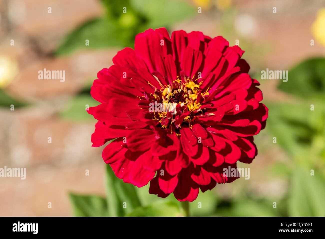 Zinnia rouge fleur gros plan Banque D'Images